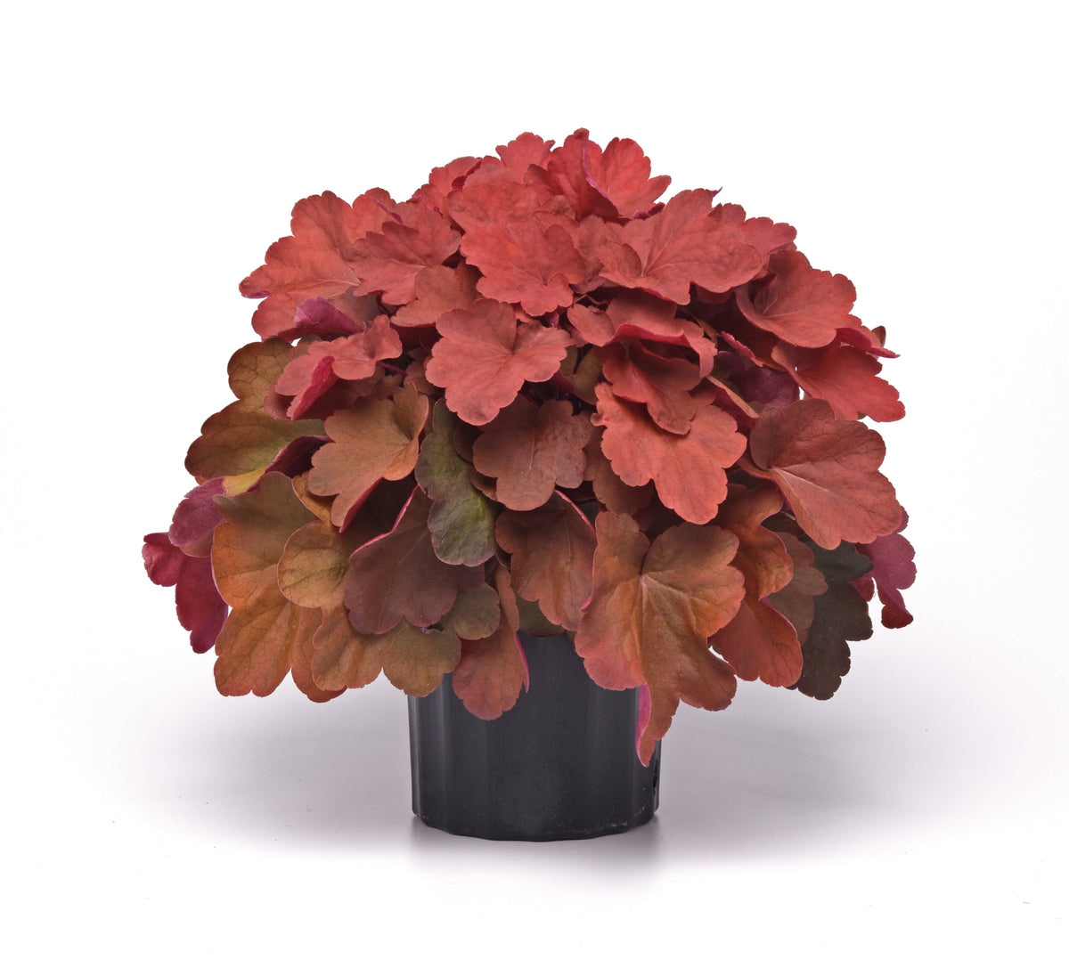 Heuchera 'Carnival Cinnamon Stick' Courtesy of Growing Colors