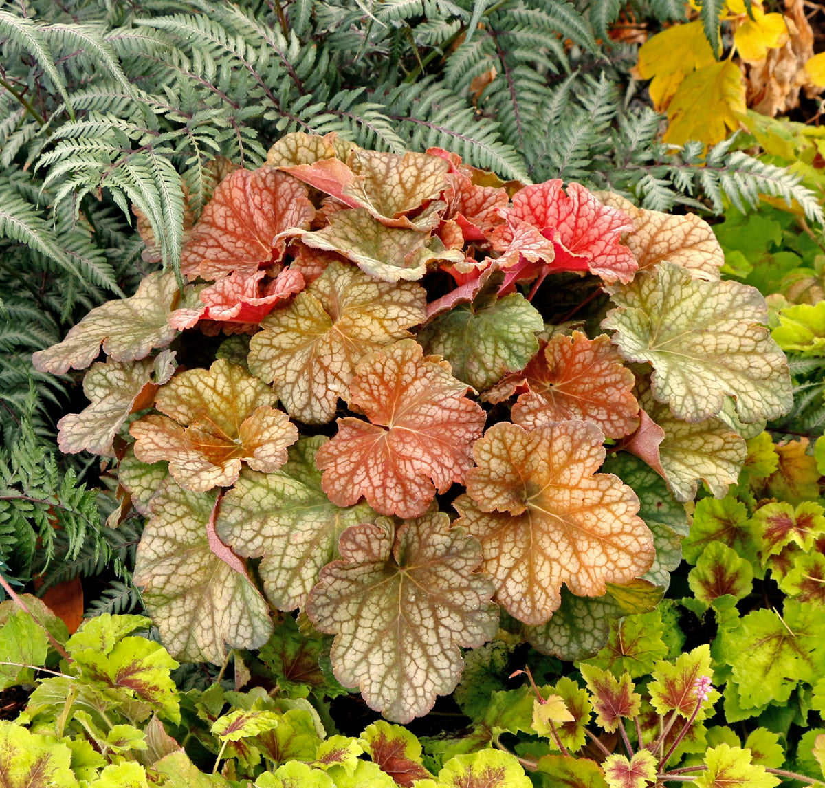 Heuchera 'Changeling' Courtesy of Growing Colors
