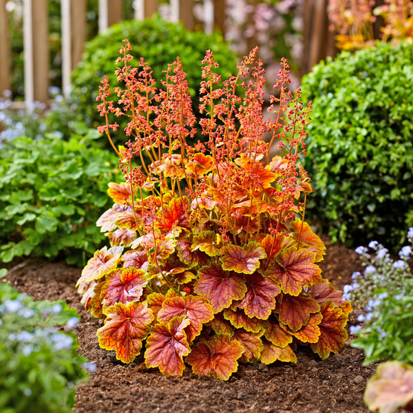 Heuchera 'Eternal Flame'