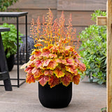 Heuchera 'Eternal Flame' PPAF