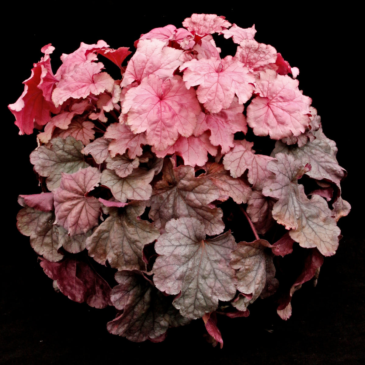 Heuchera 'Iridescent' Courtesy of Terra Nova Nurseries