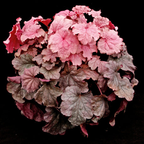 Heuchera 'Iridescent' Courtesy of Terra Nova Nurseries