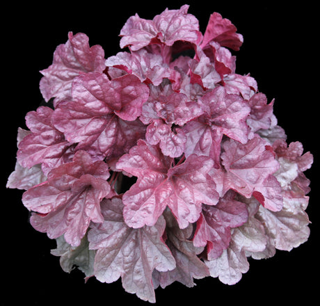 Heuchera Iridescent' Courtesy of Growing Colors