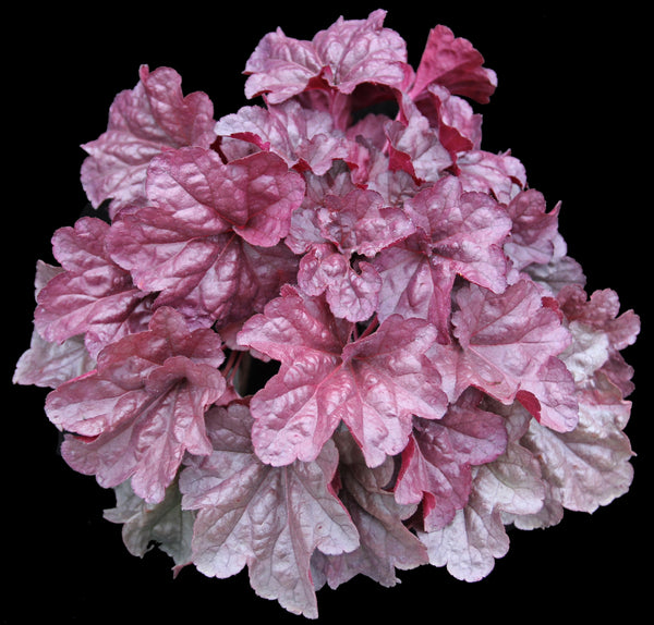 Heuchera Iridescent' Courtesy of Growing Colors