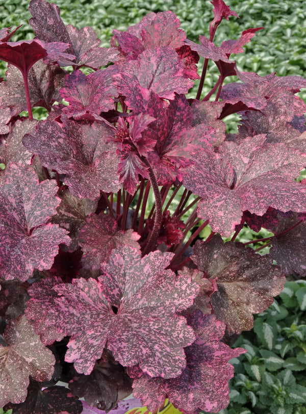 Heuchera 'Midnight Rose' Courtesy of Growing Colors