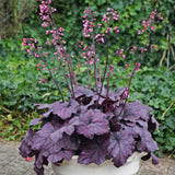 Heuchera 'Electric Plum' PP29924