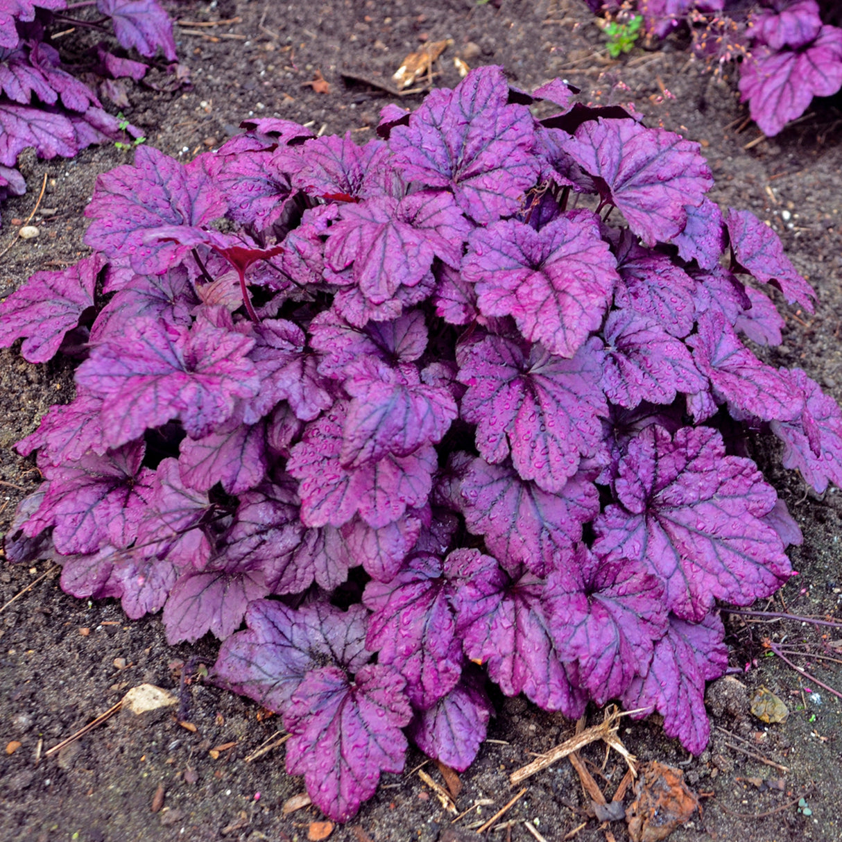 Heuchera 'Electric Plum' PP29924