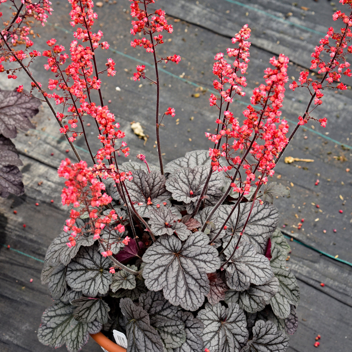 Heuchera 'Glazed and Infused' PPAF