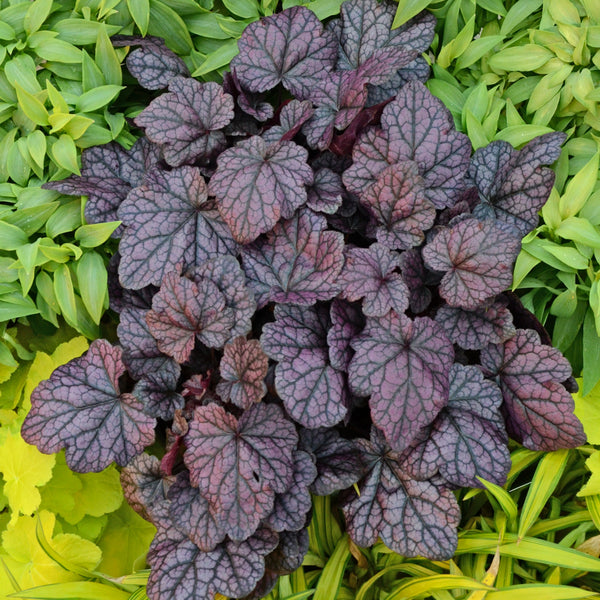 Heuchera 'Grape Expectations'
