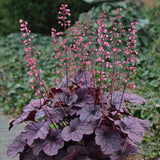 Heuchera 'Grape Timeless' PP31640