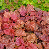 Heuchera 'Peachberry Ice' PP31433 - 65mm Elle Plug