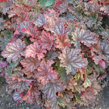 Heuchera 'Peachberry Ice' PP31433 - 65mm Elle Plug