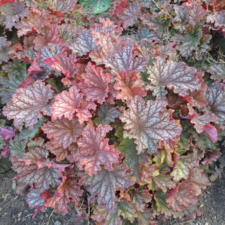 Heuchera 'Peachberry Ice' PP31433 - 65mm Elle Plug