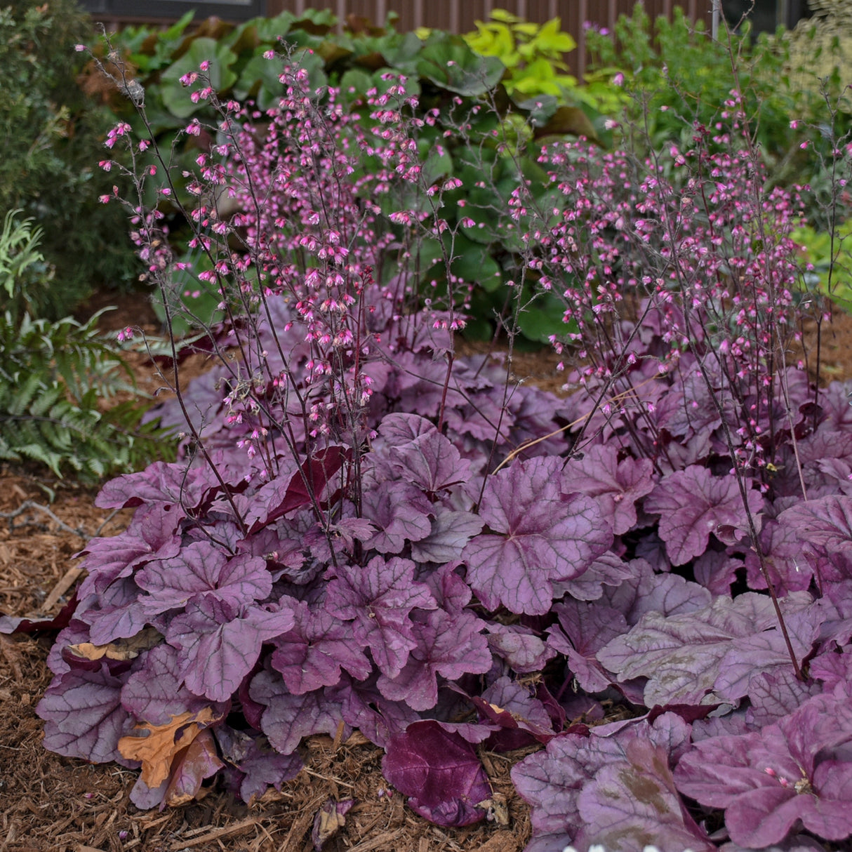 Heuchera 'Pink Panther' PP31224