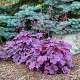 Heuchera 'Pink Panther' PP31224