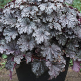 Heuchera 'Prom Dress' PPAF