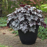 Heuchera 'Prom Dress' PPAF