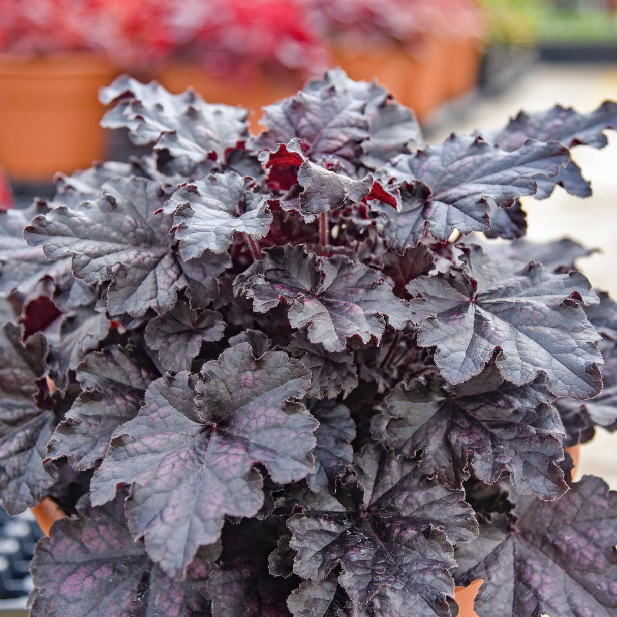 Heuchera 'Sultry Night' PPAF