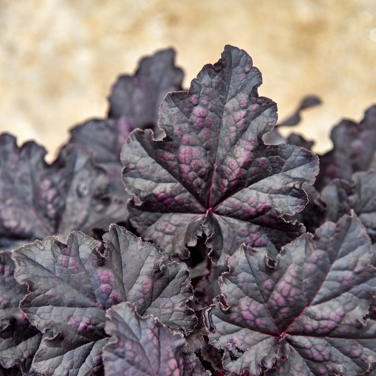 Heuchera 'Sultry Night' PPAF