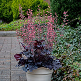 Heuchera 'Timeless Night' PPAF