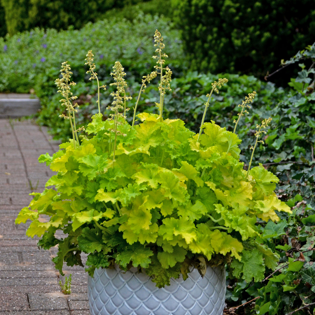 Heuchera 'Twist of Lime' PP30618