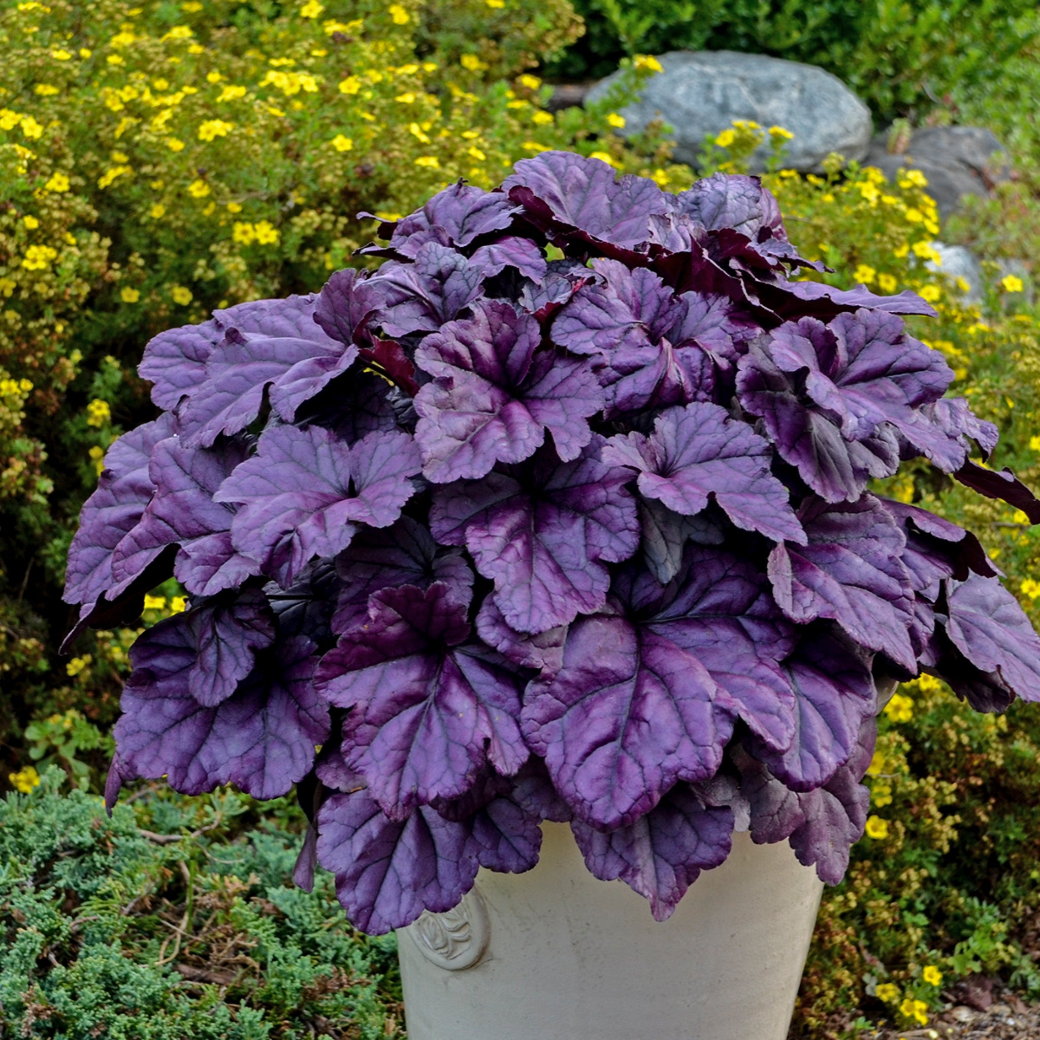 ガラベーヤ ストレッチ パープル Heuchera 'Wildberry' PP31222 – NH Hostas