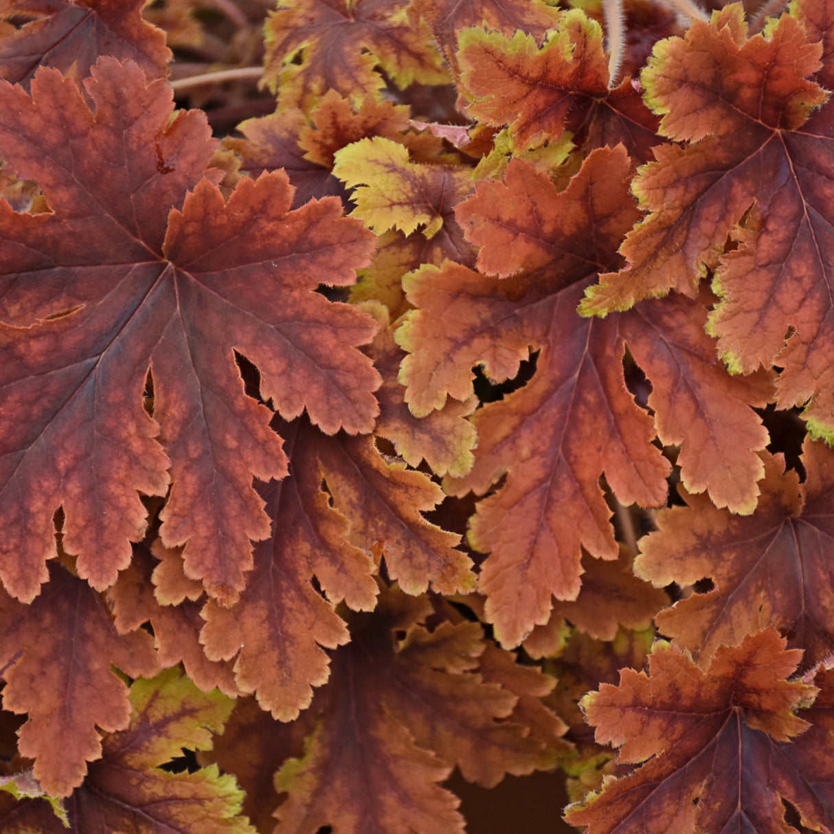 Heucherella 'Copper King' PPAF