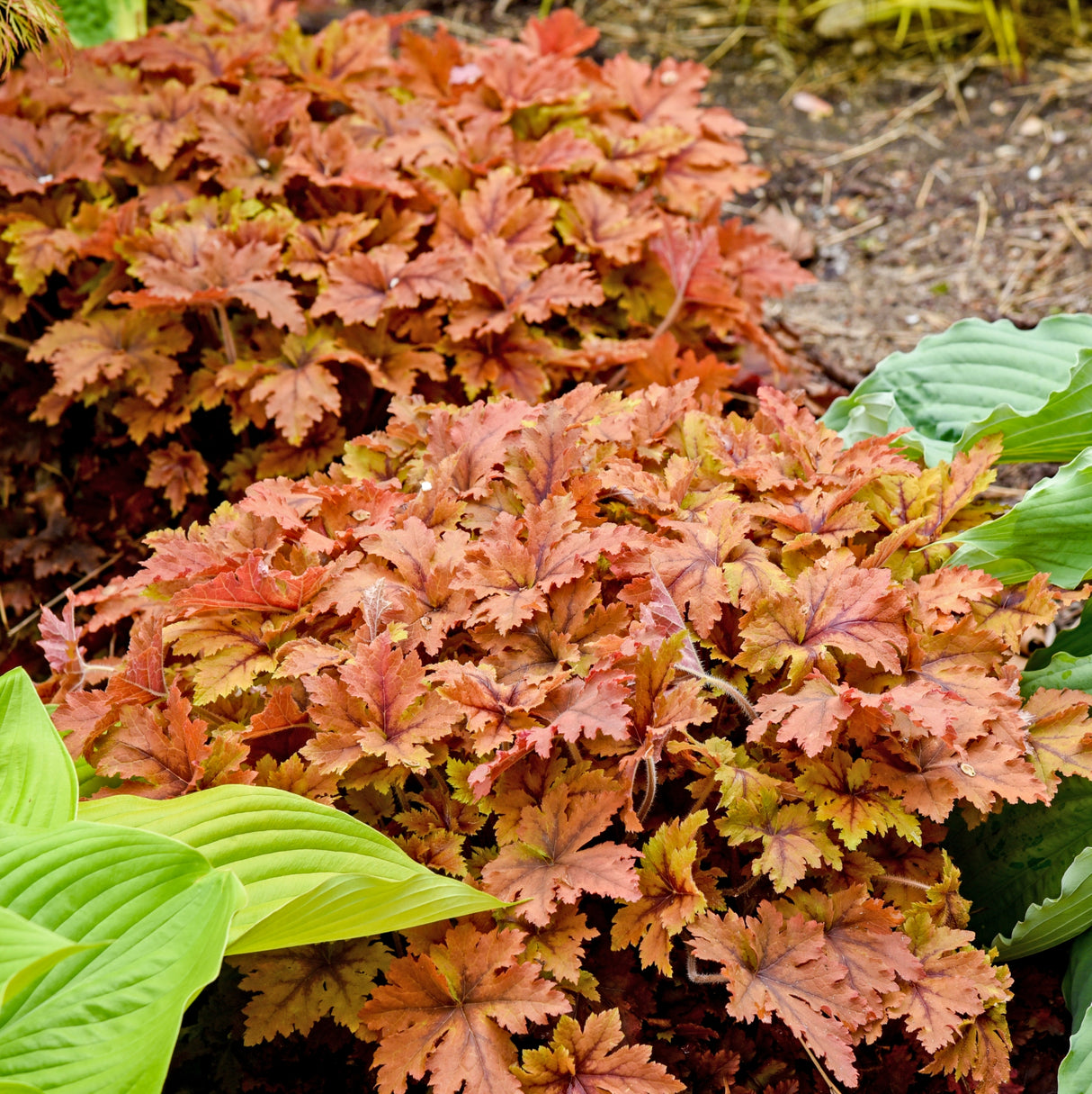 Heucherella 'Copper King' PPAF