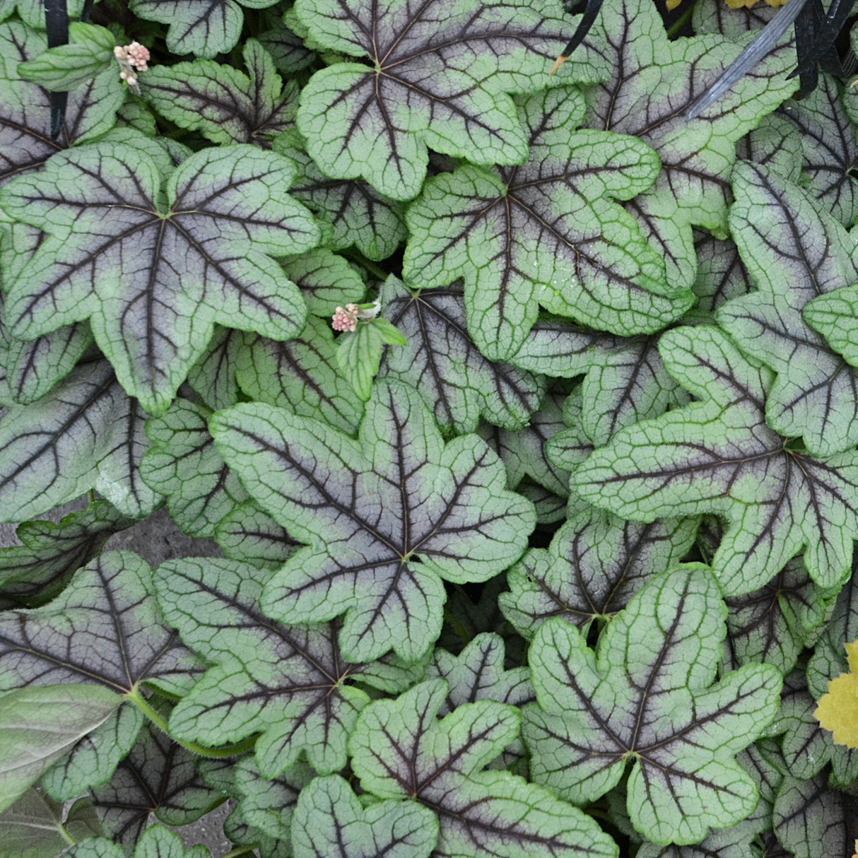 Heucherella 'Pink Fizz' PP26947