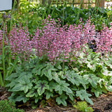 Heucherella 'Pink Fizz' PP26947