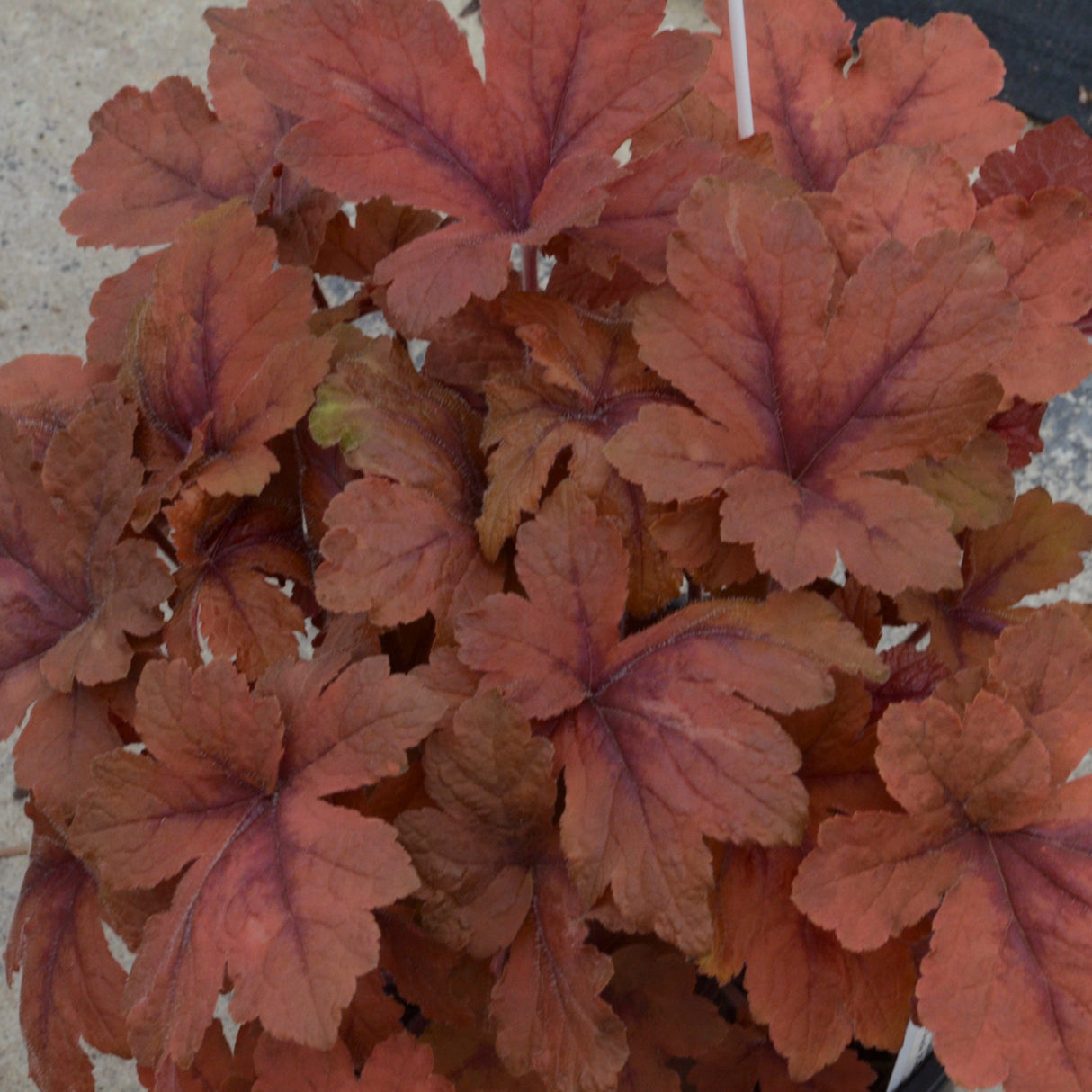 Heucherella 'Pumpkin Spice' PP29925