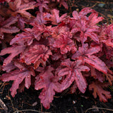 Heucherella 'Red Rover' PP28751 (NEW For 2020!)