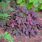 Heucherella 'Red Rover' PP28751 (NEW For 2020!)