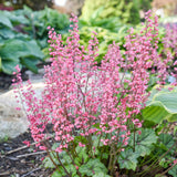 Heucherella 'Shadow Tag' PPAF CPBRAF