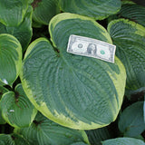 His Honor Hosta - 4.5 Inch Container