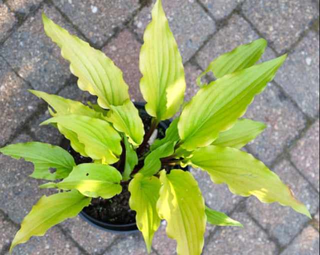 Holar Curved Waterfall Hosta Courtesy of Ronny Van Keer