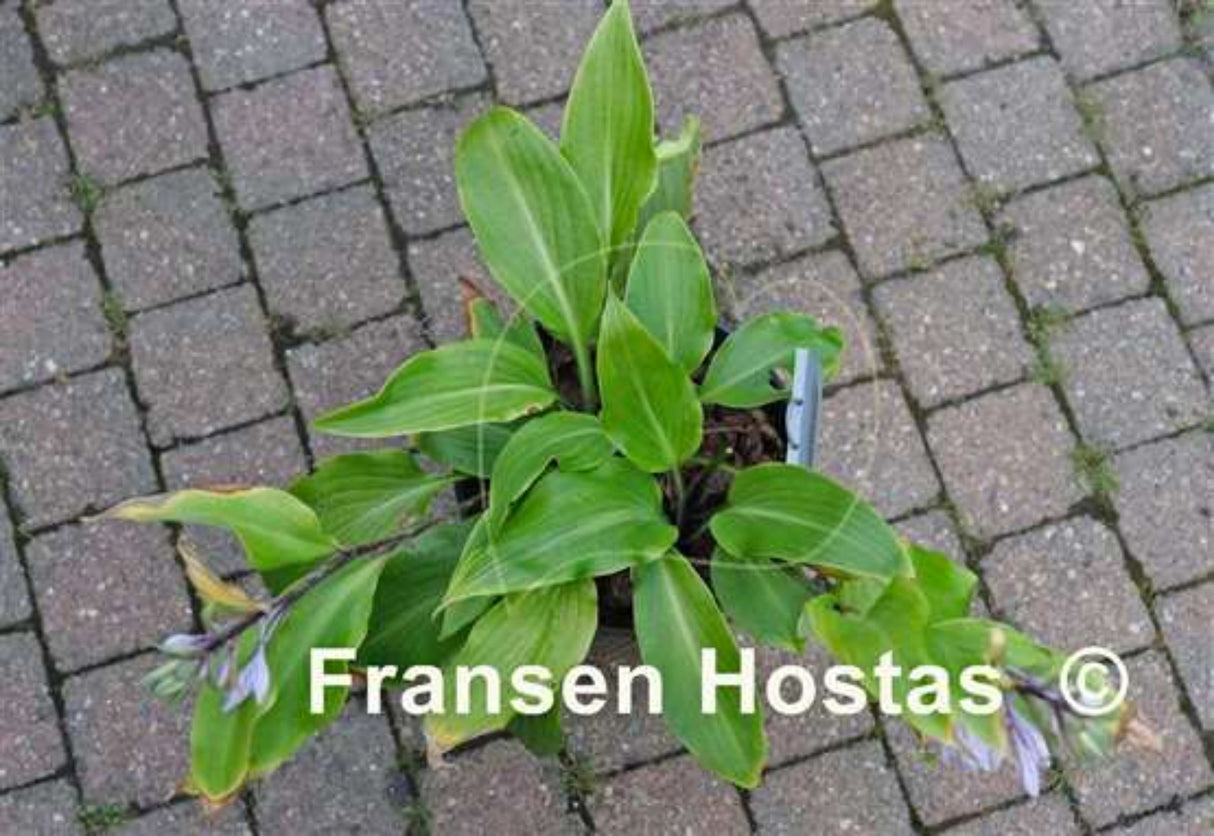 Holar Got Wings Hosta