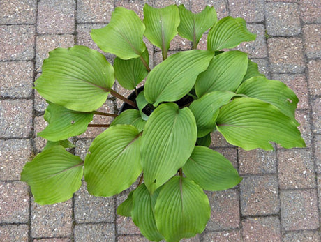 Holar Mystic Girl Hosta