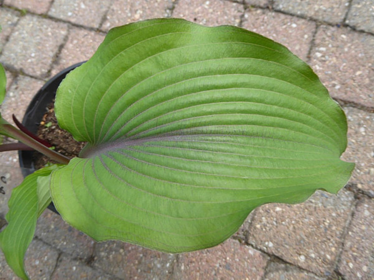 Holar Mystic Girl Hosta