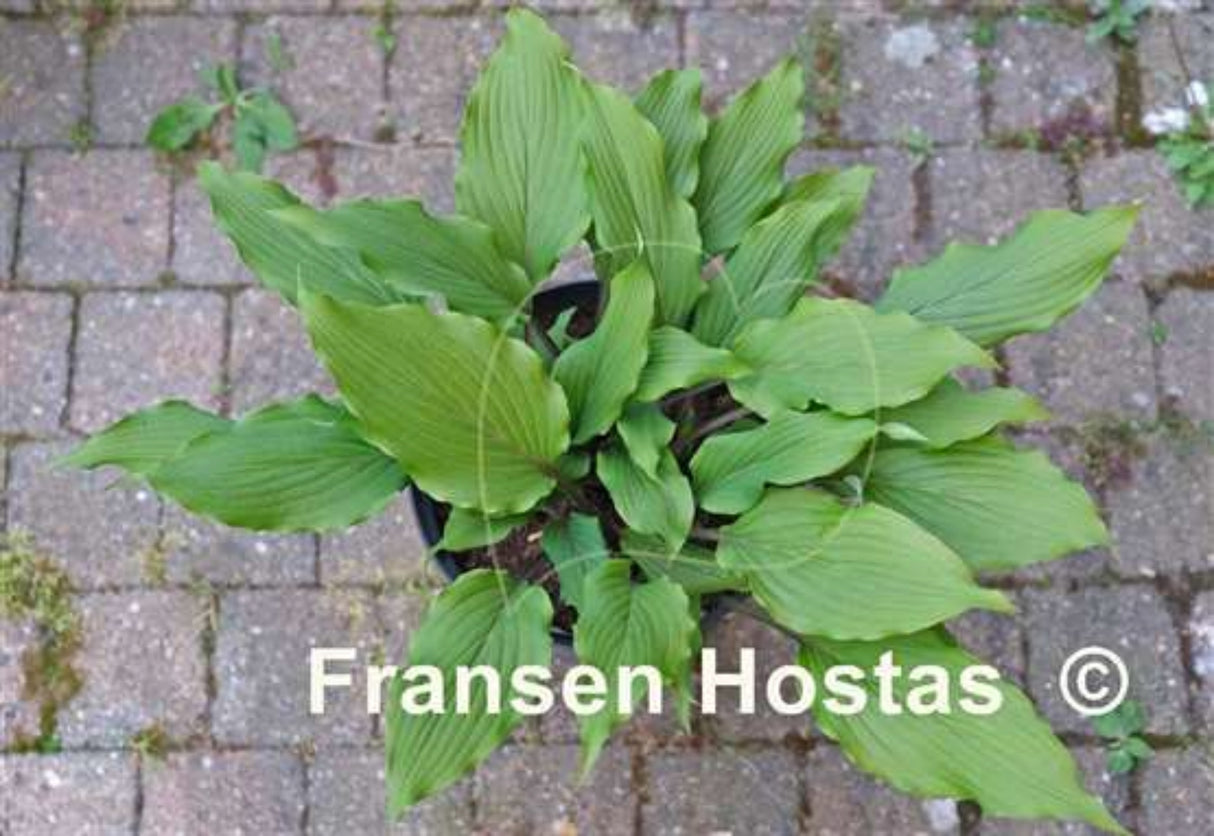 Holar Sing My Life Hosta