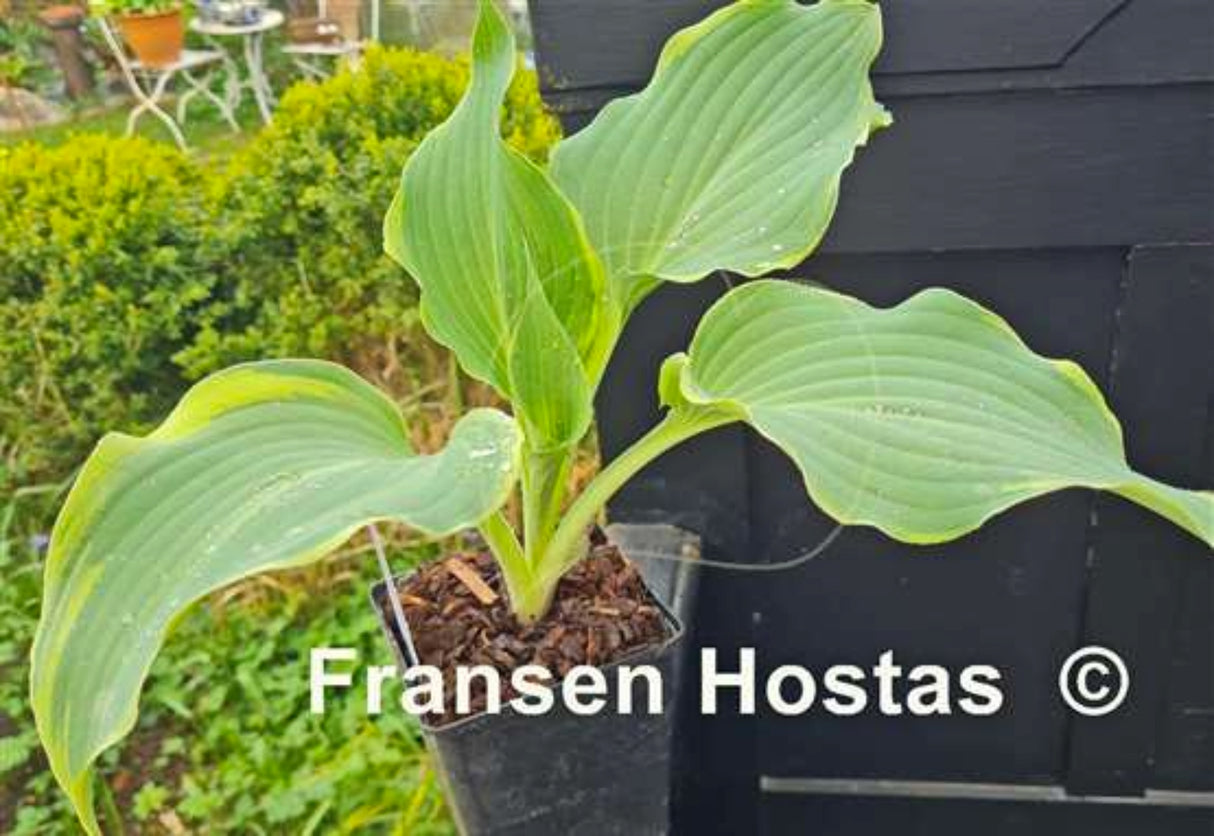 Holar Storm Clearing Hosta