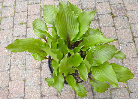 Holar Sunset Cobra Hosta