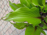 Holar Sunset Cobra Hosta