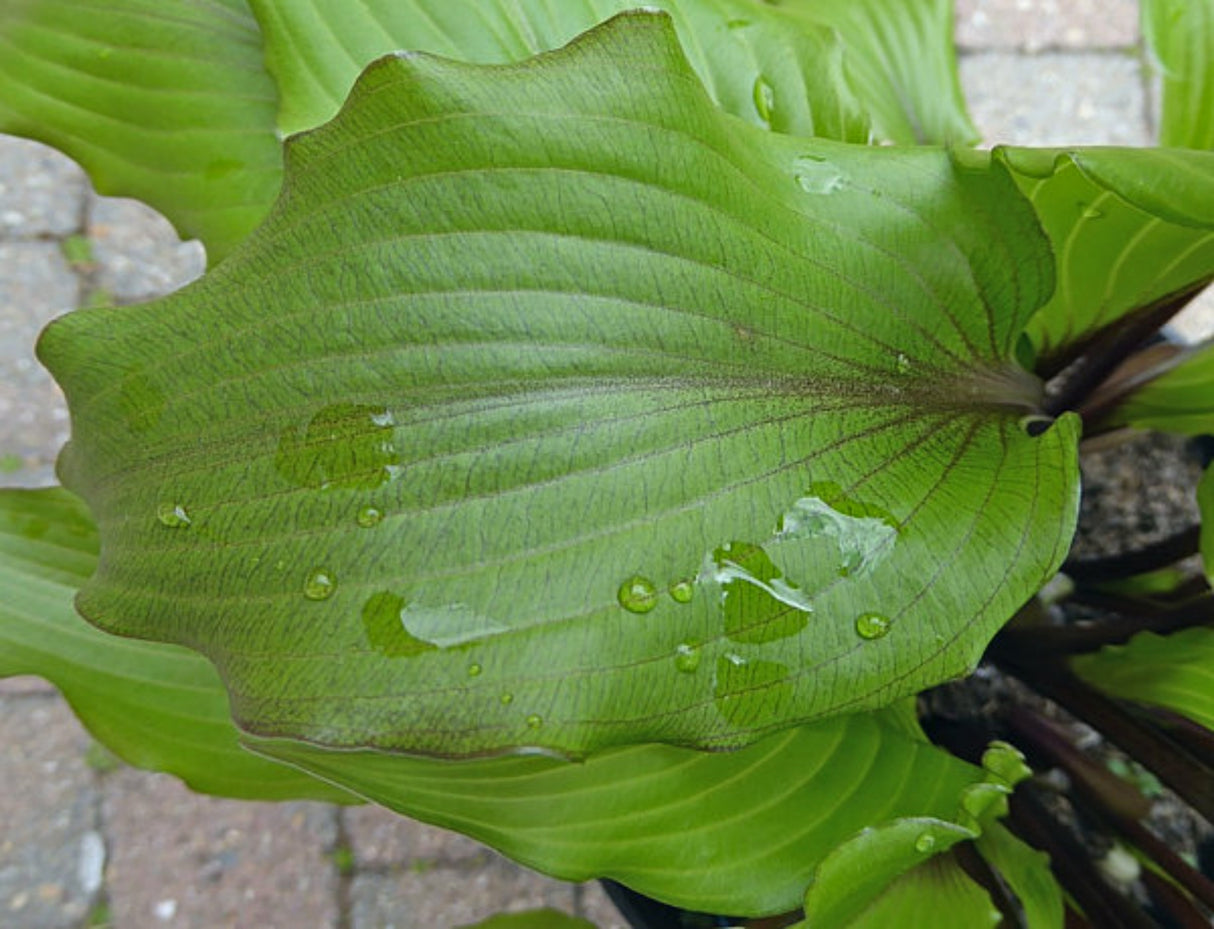 Holar Sunset Cobra Hosta