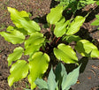 Holar Garnet Crow Hosta From NH Hostas