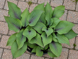 Hosta 'Holar Purple Flash' Courtesy of Ronny Van Keer