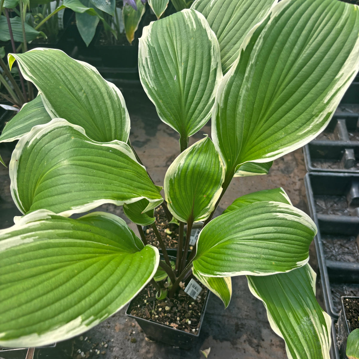do snakes like hosta plants Holar Snake Valley Hosta
