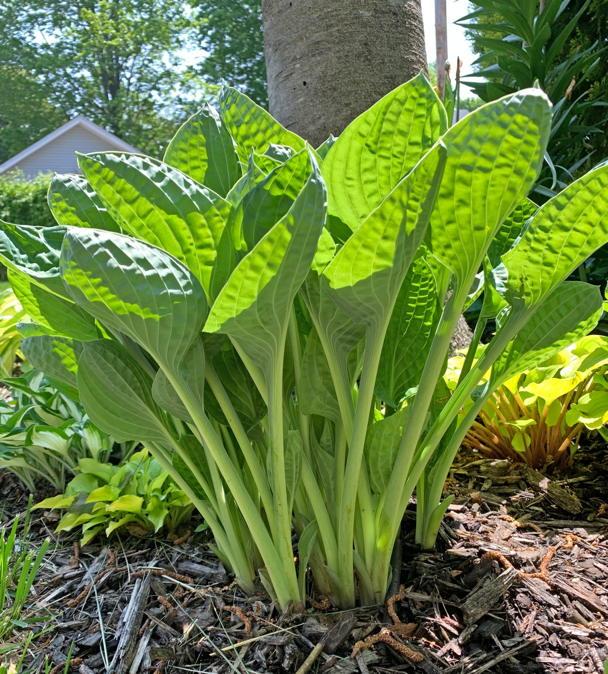 Hold My Beer Hosta