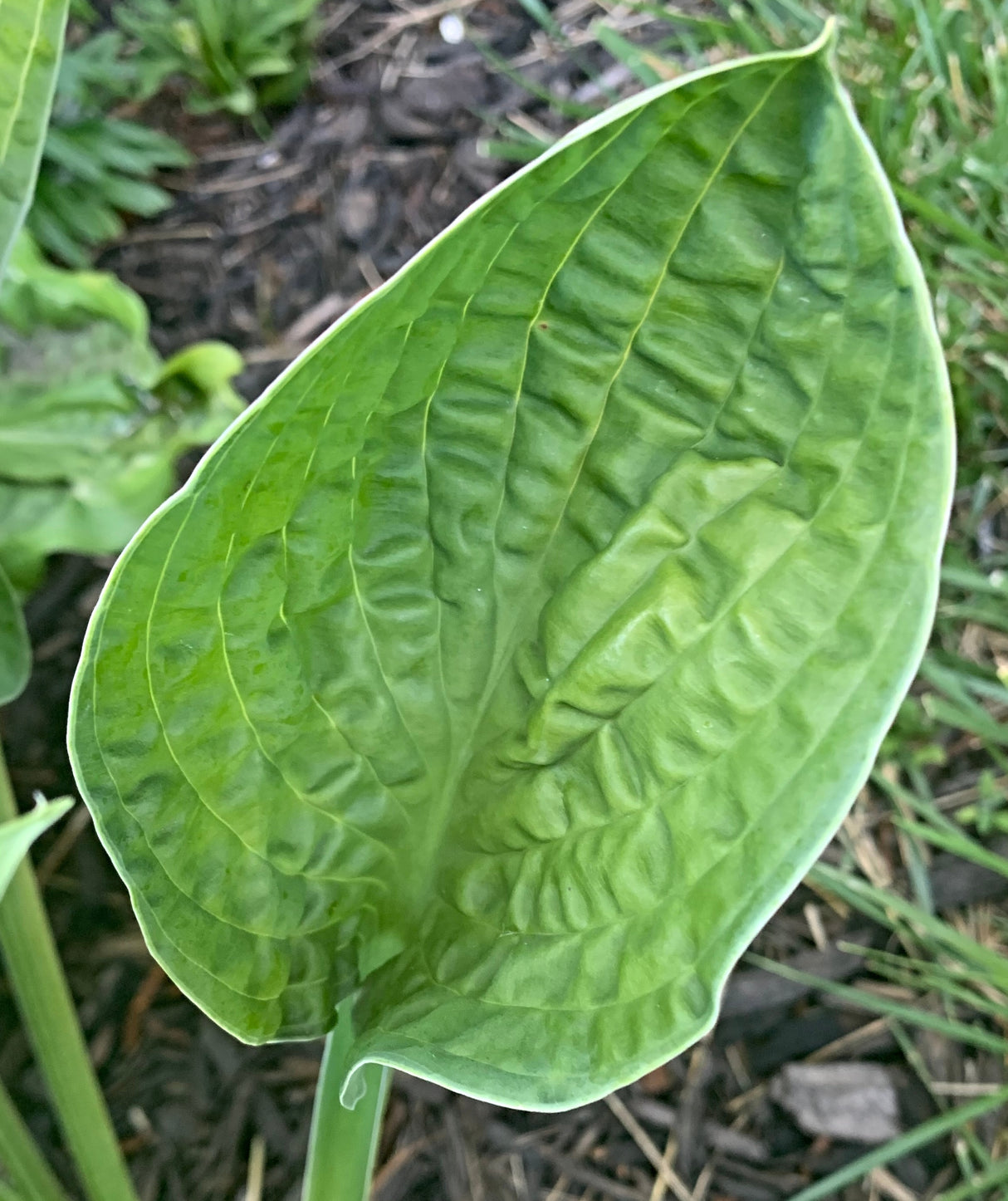 Hold My Beer Hosta