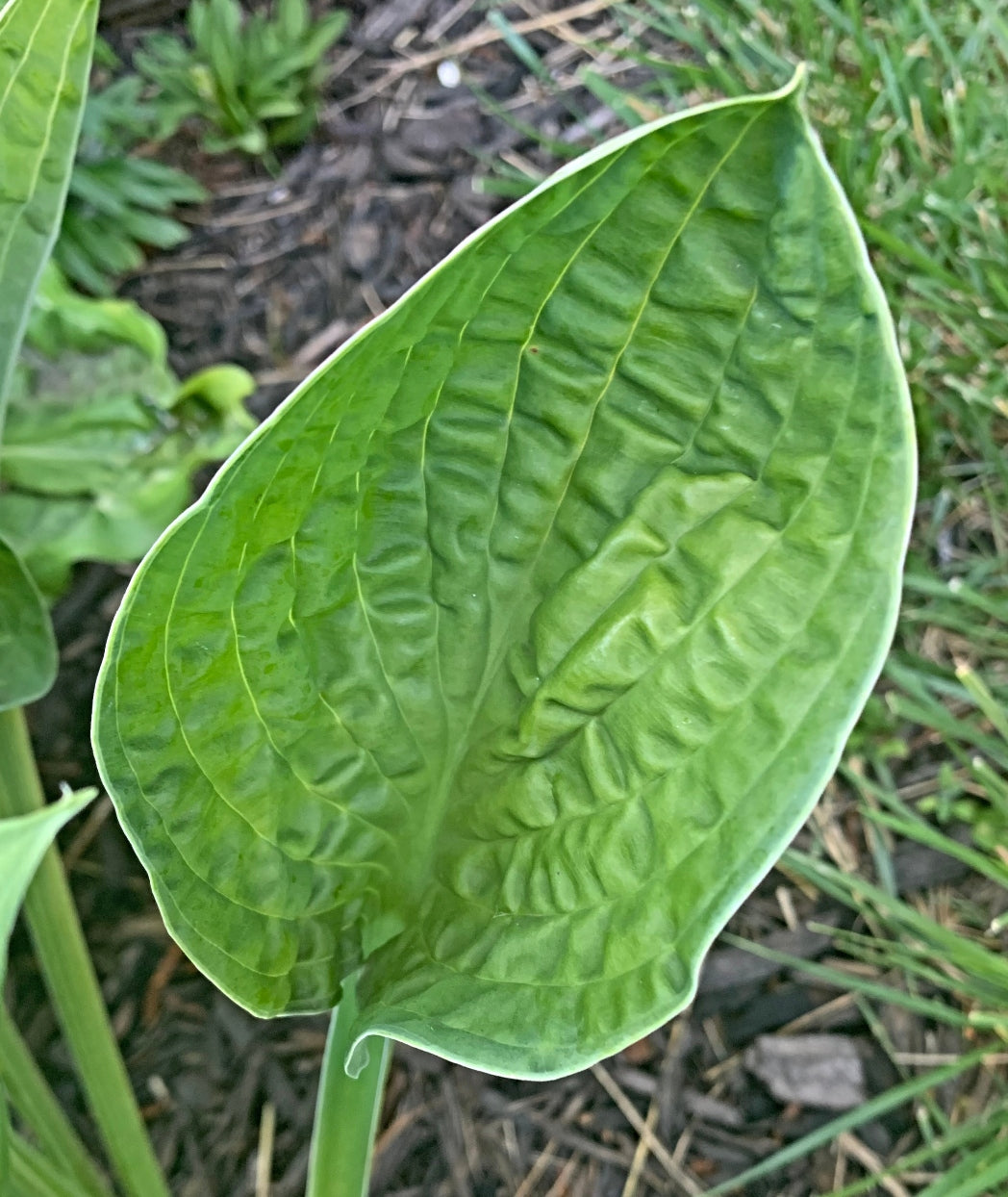 Hold My Beer Hosta